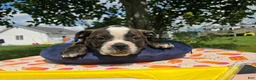 Olde English Bulldogge dogs for sale: Henry - Ad 6