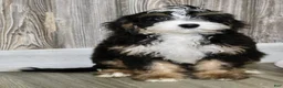Mini Bernedoodle dogs for sale: Sara - Ad 2