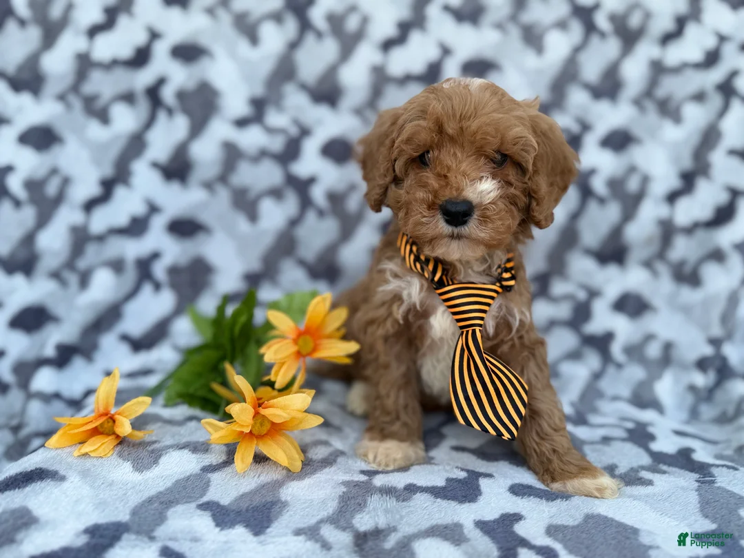 Cavapoo dogs for sale: Titus - Ad 6