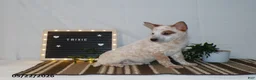 Australian Cattle Dog dogs for sale: Trixie - Ad 8