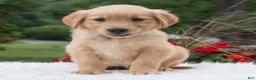 Golden Retriever dogs for sale: Haven  - Ad 4