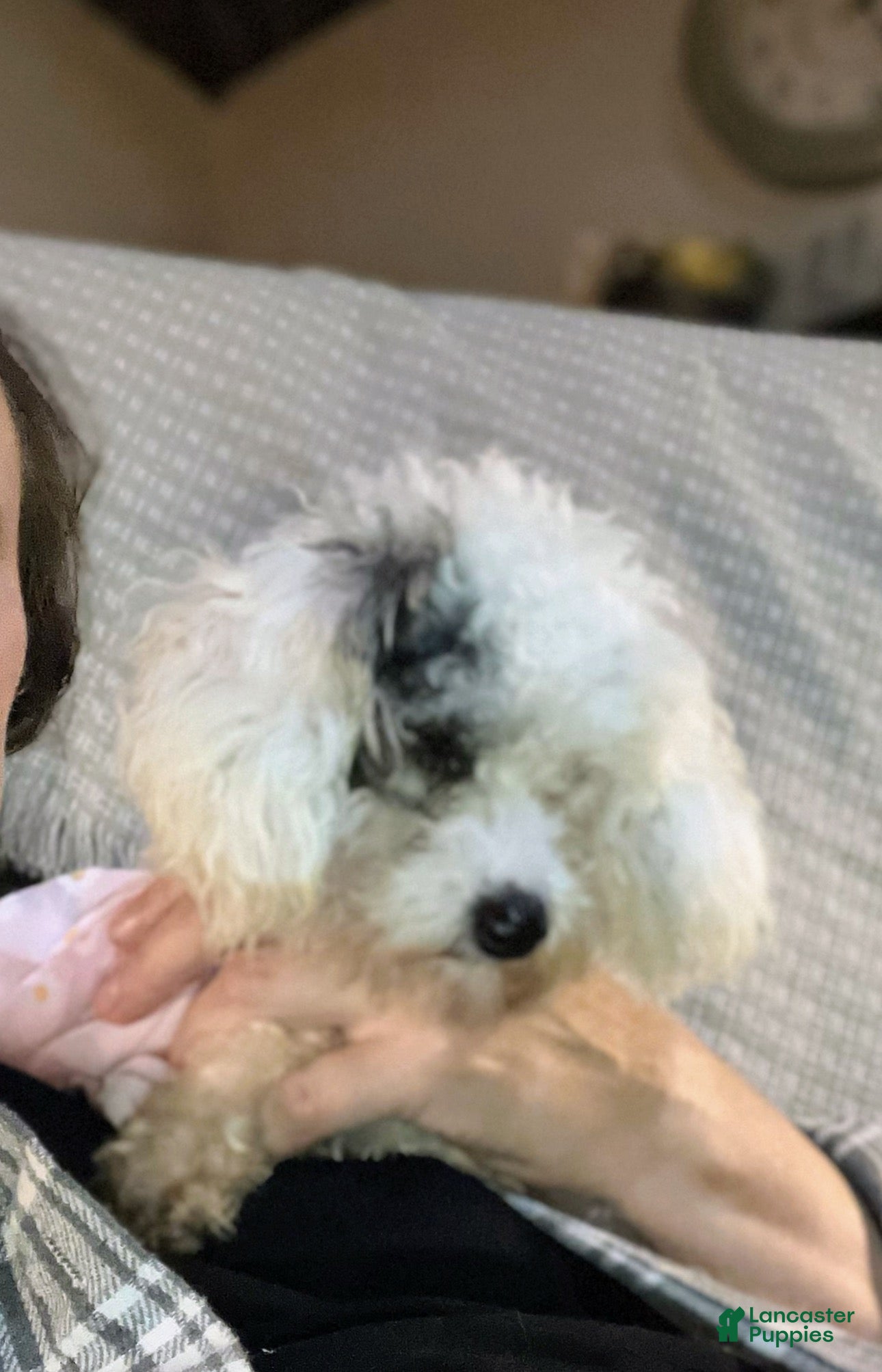 Toy Poodle dogs ♥️SWEET HAZEL MAE♥️ - Ad 2