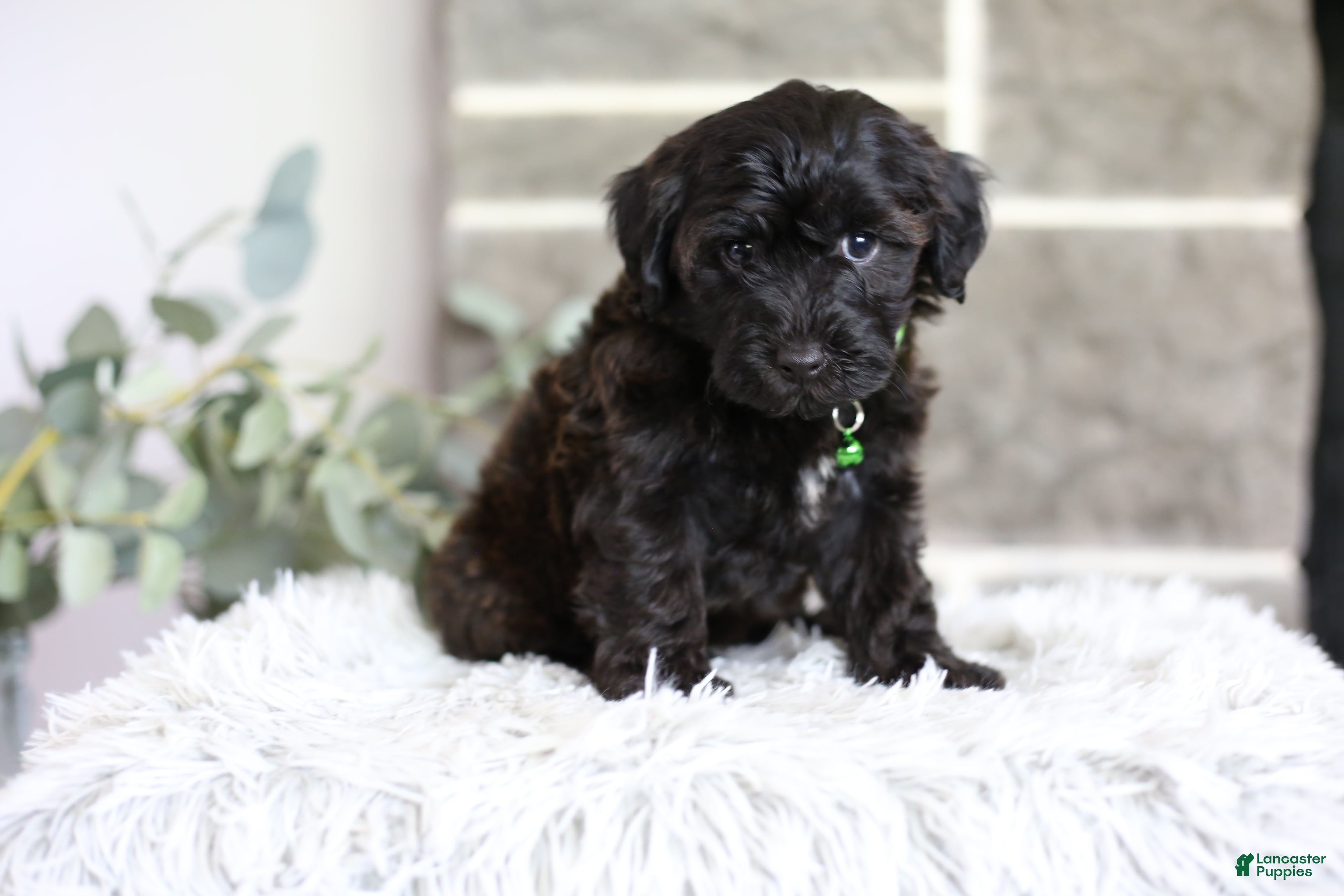 Yorkiepoo dogs Charlie  - Ad 1