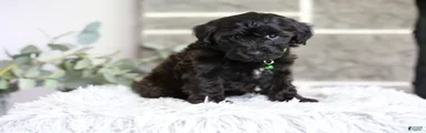 Charlie 