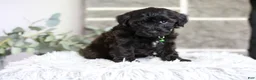 Yorkiepoo dogs for sale: Charlie  - Ad 1