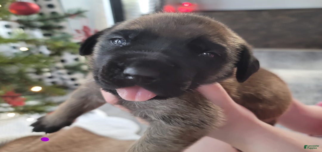 Gallery Image {{count}}