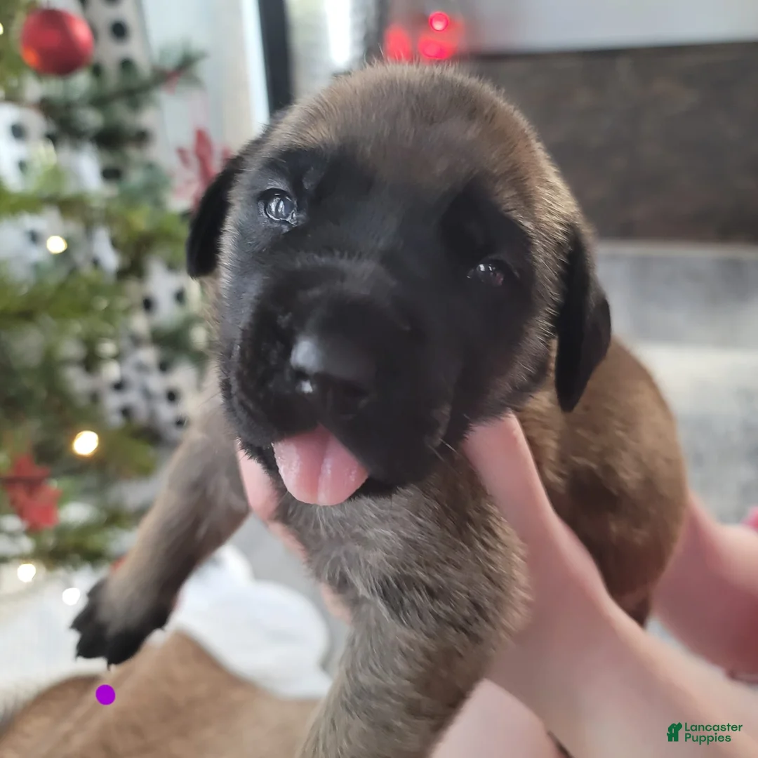 Gallery Image {{count}}