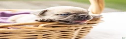 French Bulldog dogs for sale: MJ - Ad 11