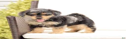 Yorkiepoo dogs for sale: Lewey - Ad 5