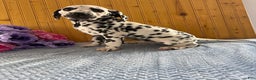 Dalmatian dogs for sale: Taylor - Ad 9