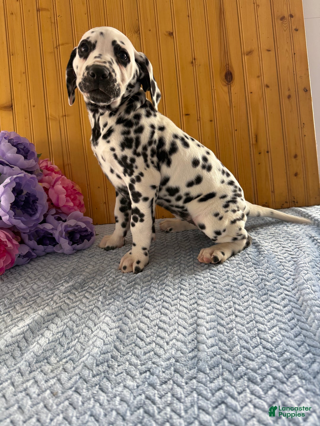 Dalmatian dogs for sale: Taylor - Ad 9