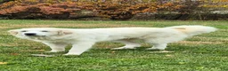 Great Pyrenees dogs for sale: Great Pyrenees Puppy 5 - Ad 5