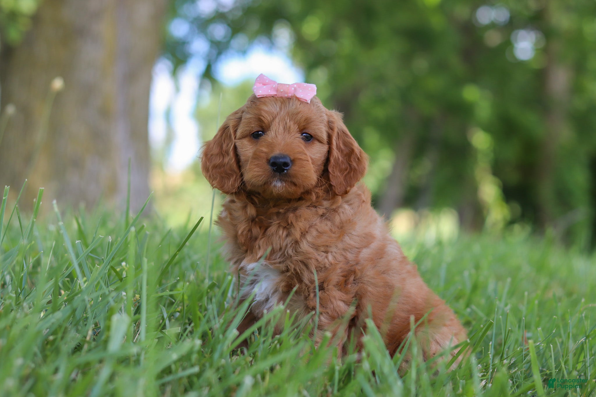 Mini Goldendoodle dogs Bonny - Ad 2