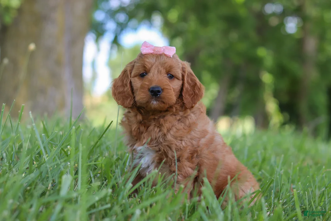 Mini Goldendoodle dogs for sale: Bonny - Ad 2