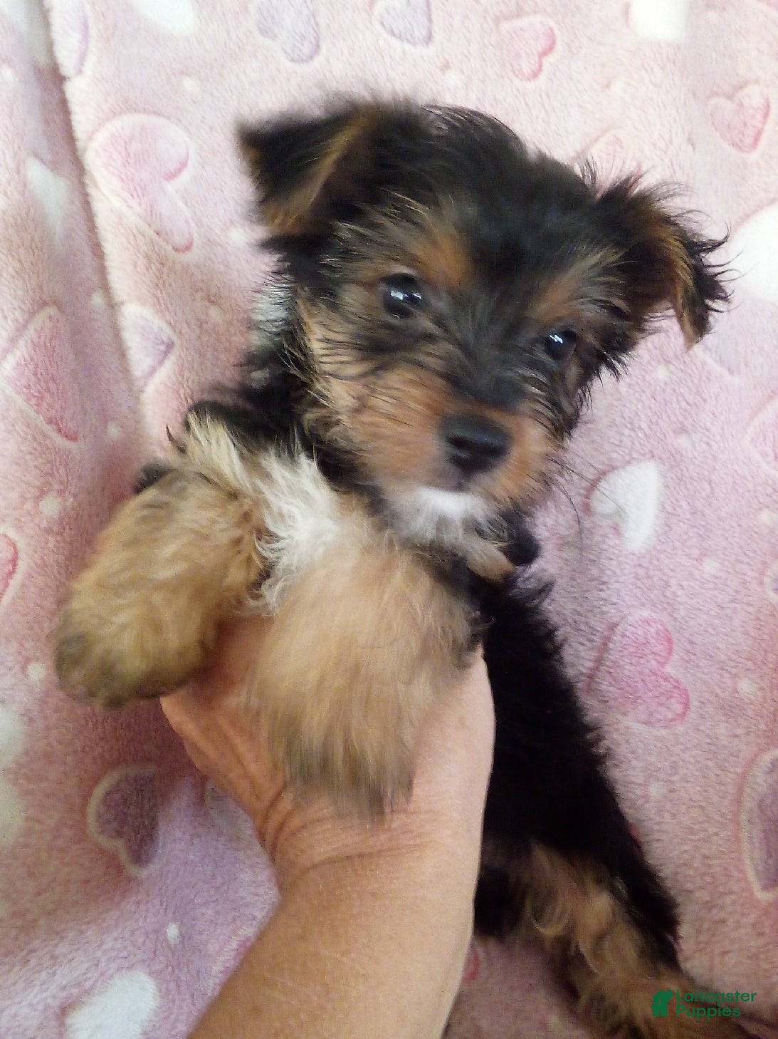 Yorkshire Terrier dogs Sierra - Ad 1