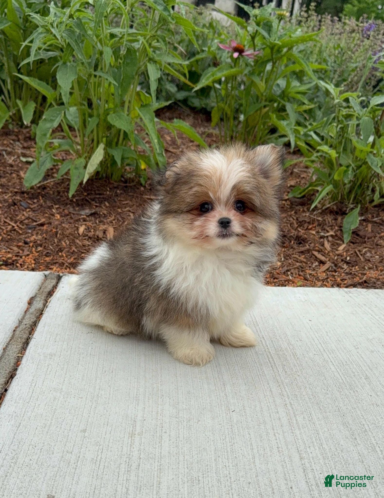 Mixed Breed dogs Designer Breed Yorkishire Terrier, Pomeranian Mix Puppy Male Ace - Ad 37