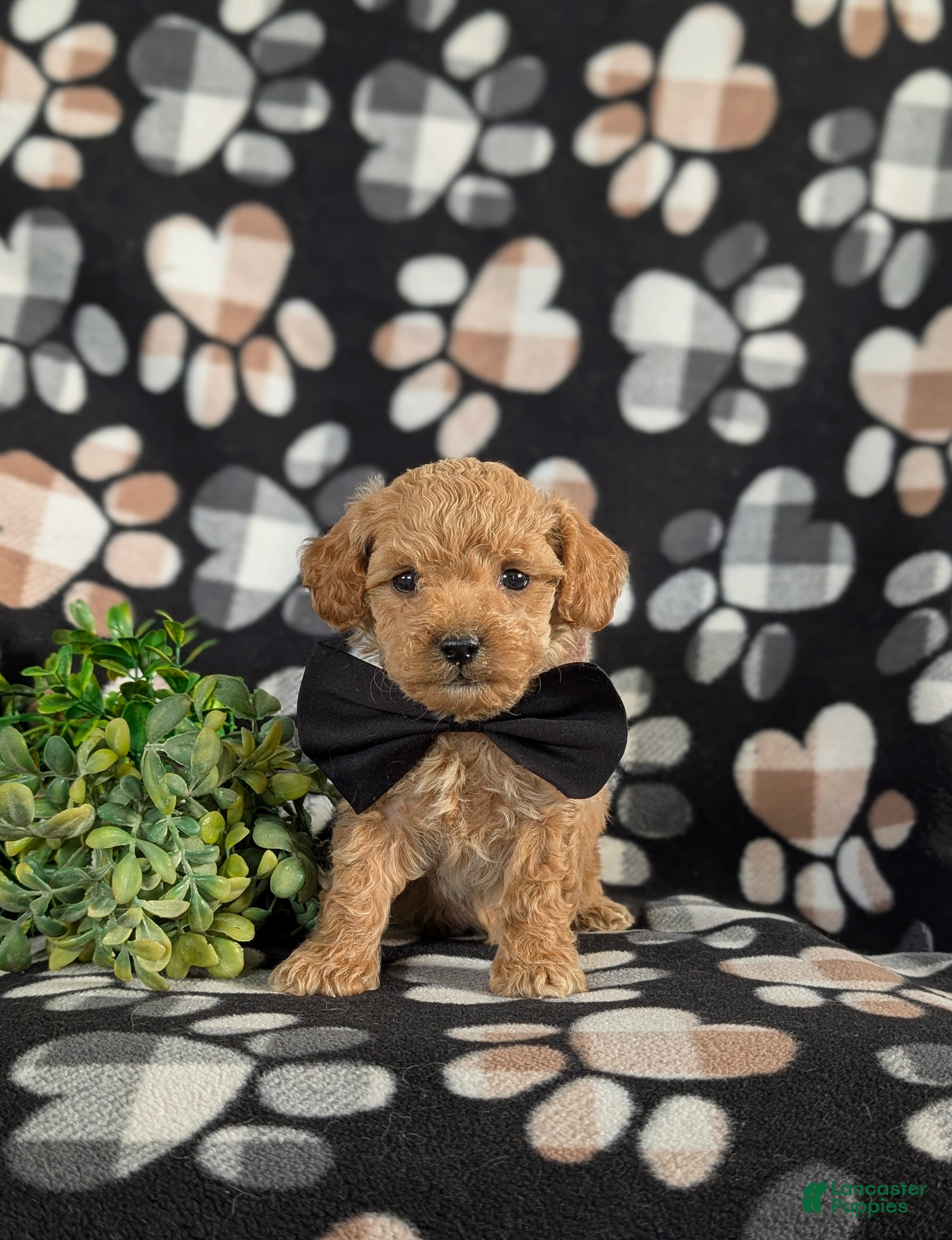 Bichpoo dogs Parkinson 9 lbs Full Grown - Ad 1