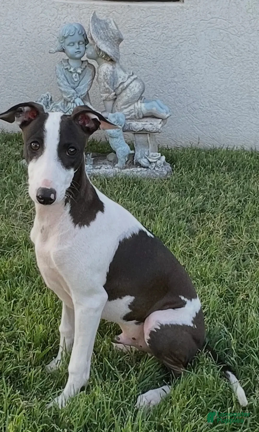 Italian Greyhound dogs for sale: Rufus - Ad 14