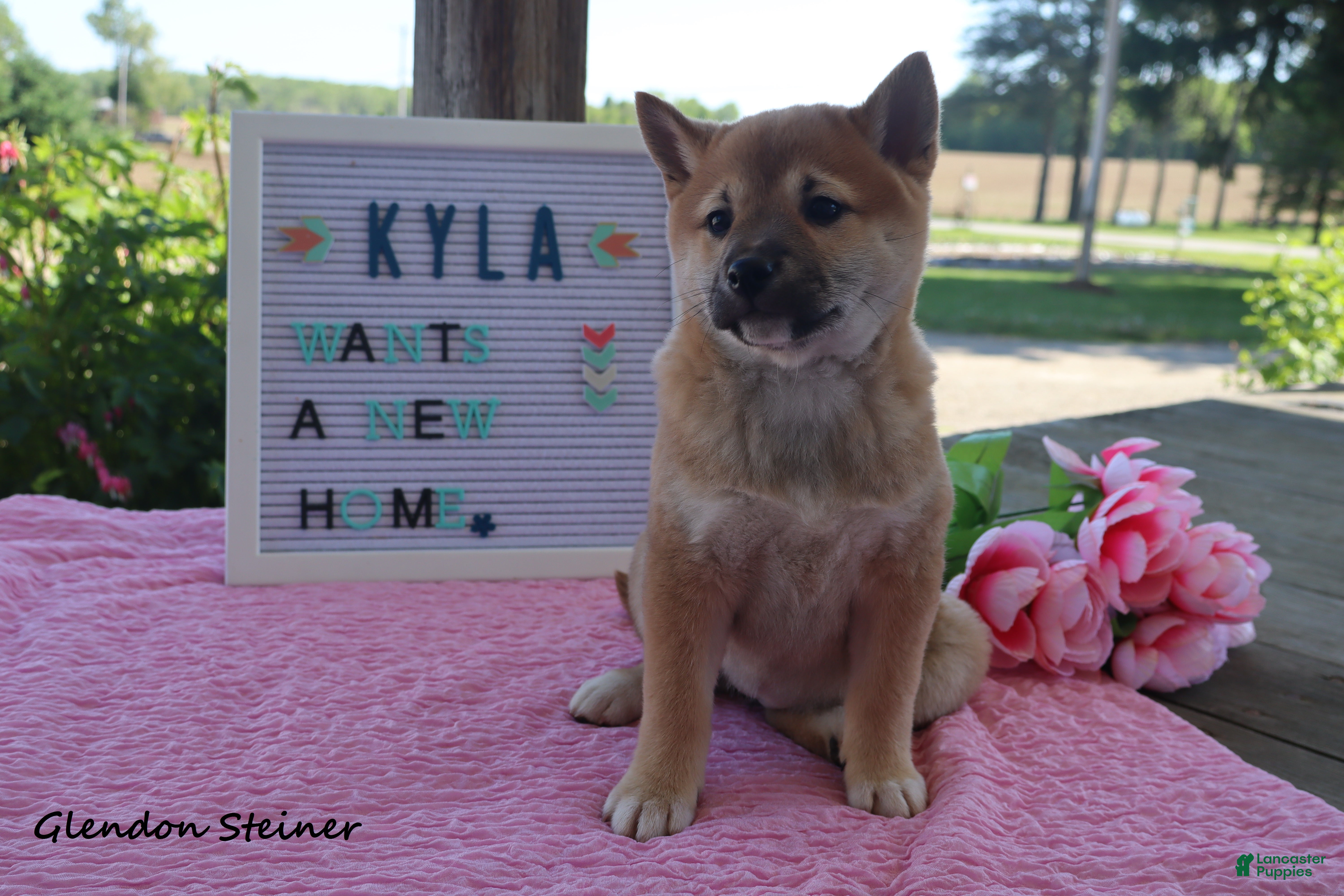 Shiba Inu dogs Kyla - Ad 1