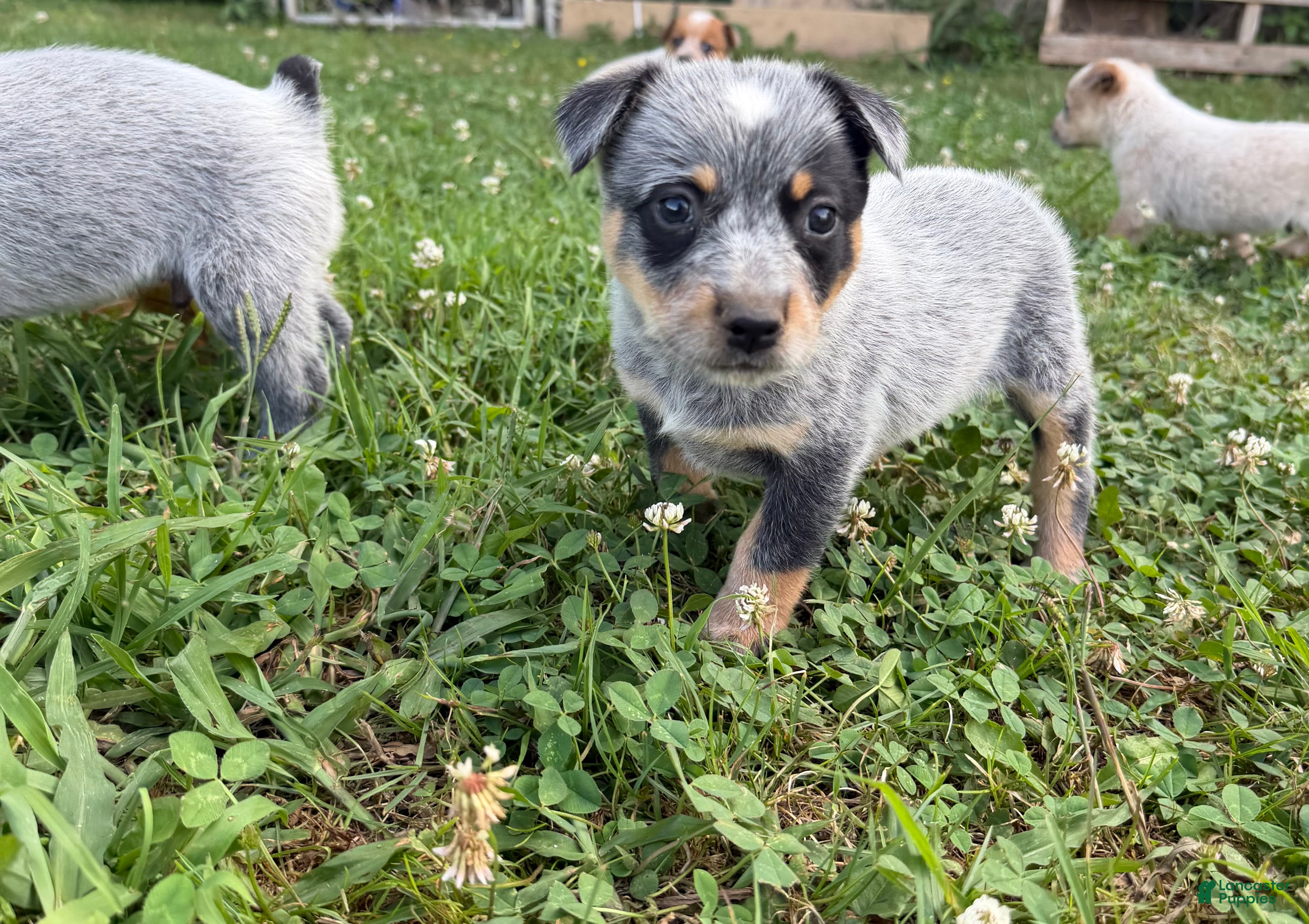 Australian Cattle Dog dogs Australian Cattle Dog 6 - Ad 10