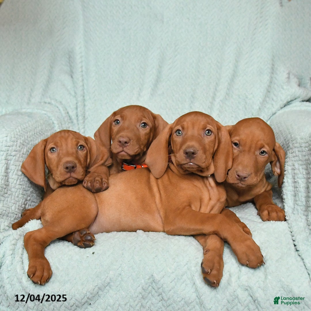 Vizsla dogs for sale: Rex - Ad 3