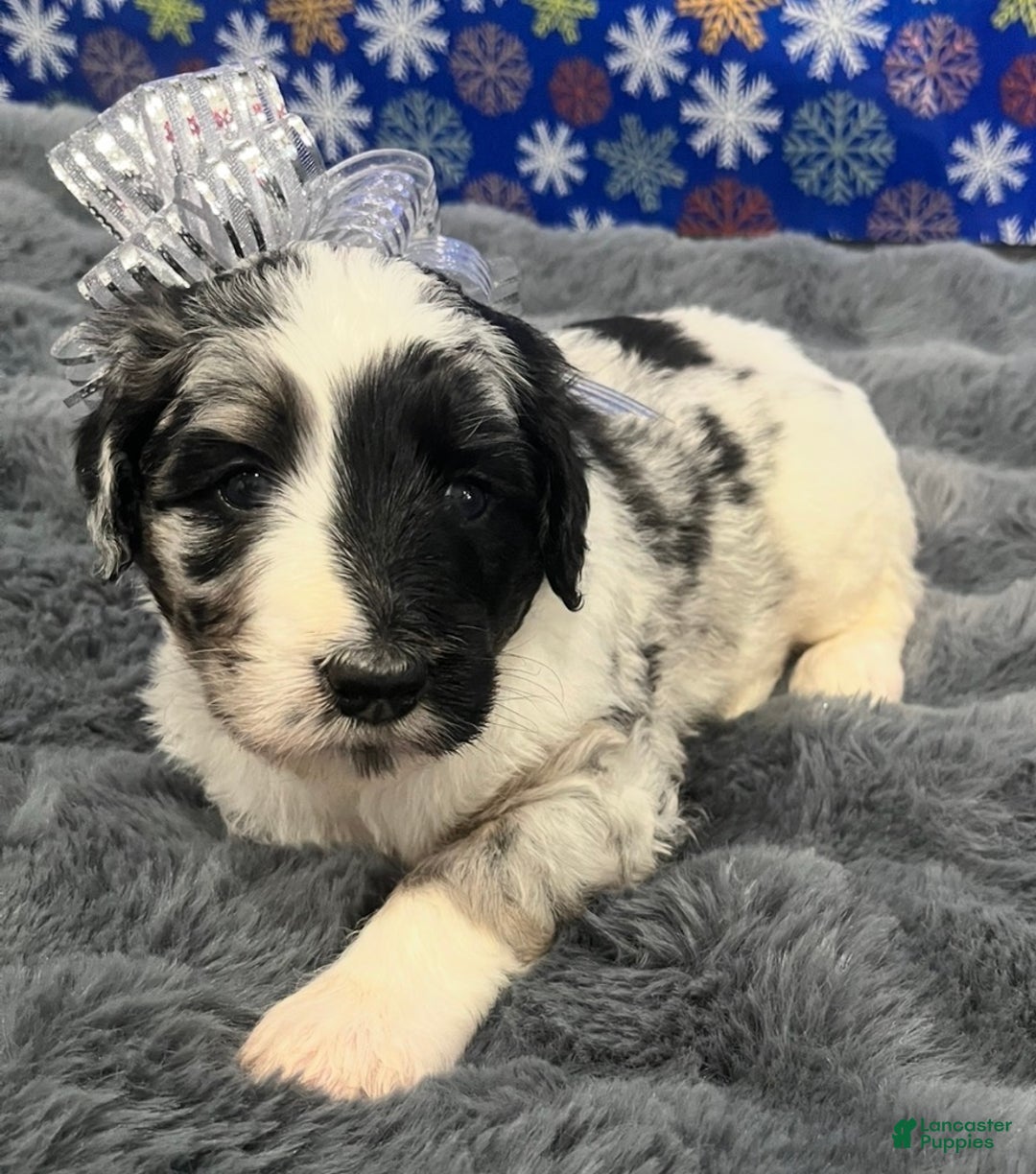 Bernedoodle dogs for sale: Rogue - Ad 1