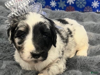 Bernedoodle dogs Rogue - Ad 7