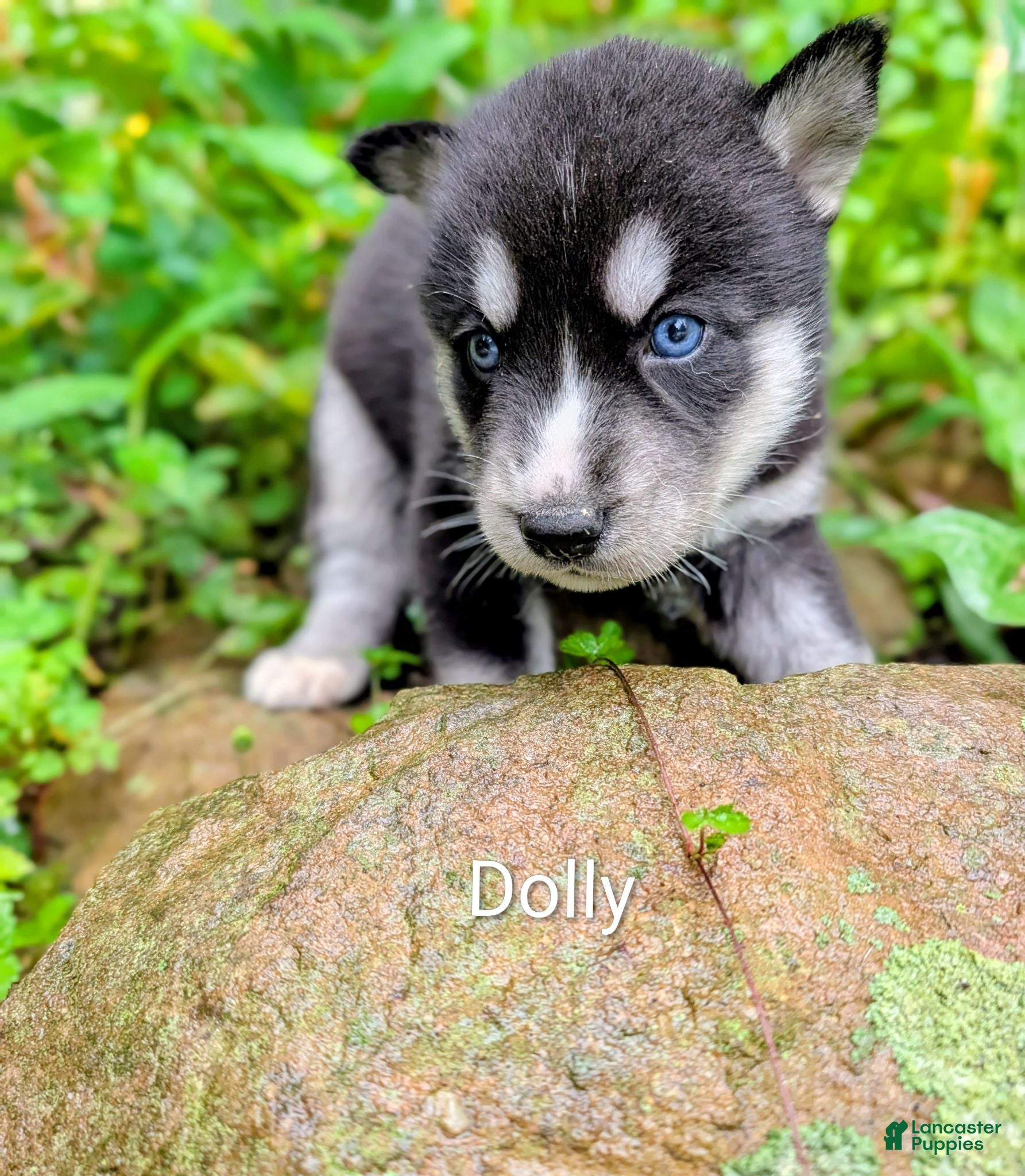 Siberian Husky dogs Siberian Husky 8 - Ad 1