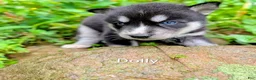 Siberian Husky dogs for sale: Siberian Husky 8 - Ad 1
