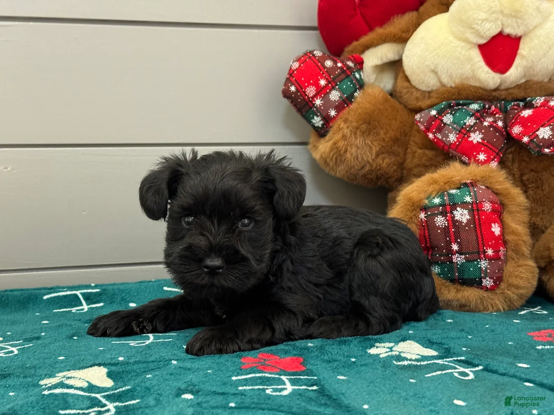 Miniature Schnauzer dogs for sale: Sadie Male 1 - Ad 1