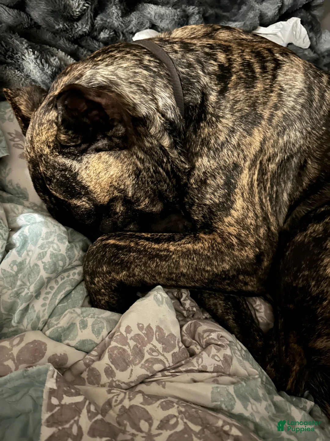 Presa Canario dogs for sale: Presa Canario Puppy 1 - Ad 9