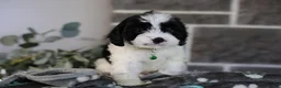 Cavapoo dogs for sale: Lennox - Ad 11