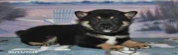 Shiba Inu dogs for sale: Chase - Ad 5