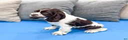 Cocker Spaniel dogs for sale: Callie - Ad 4