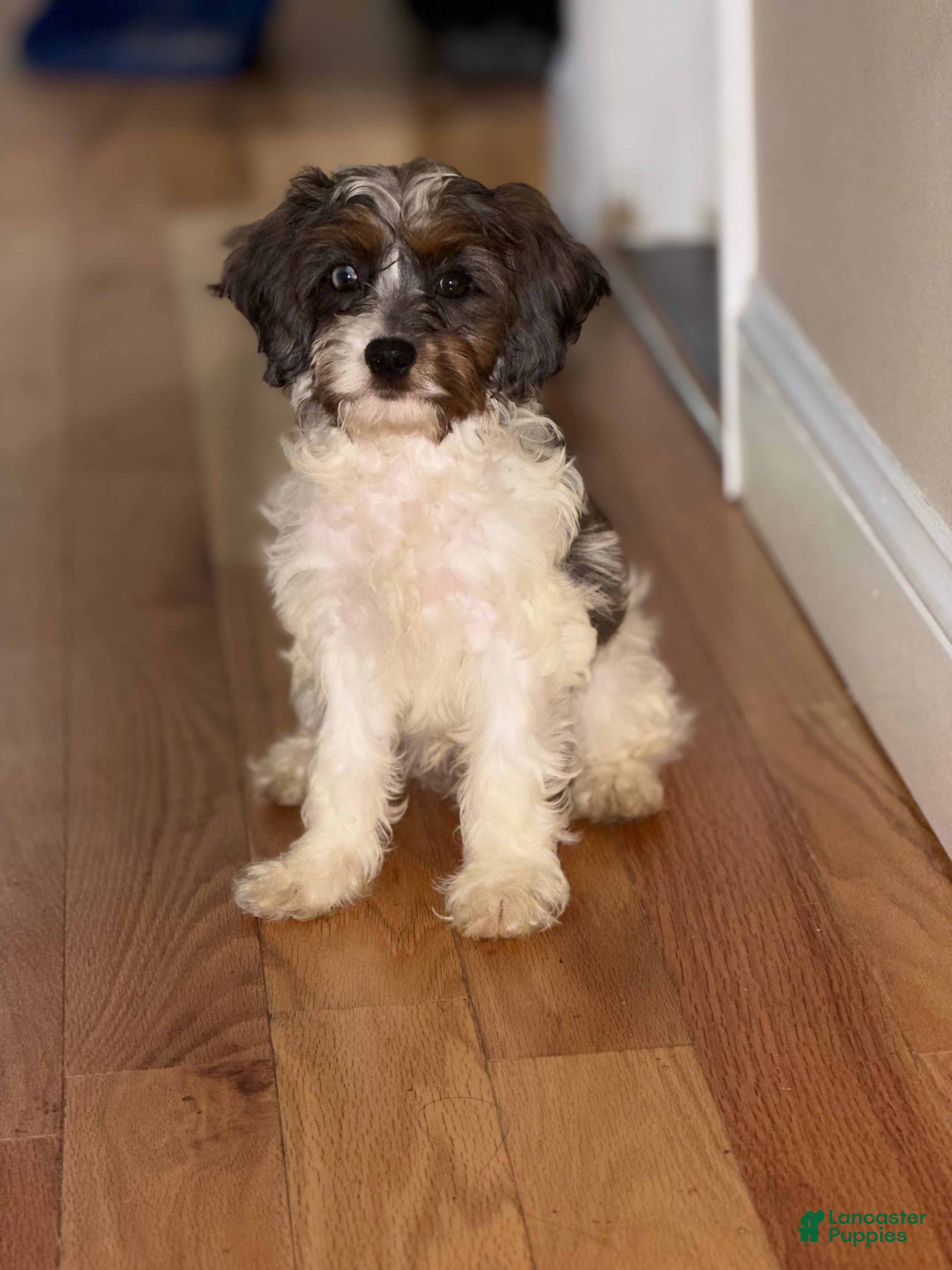Cavapoo dogs Cavapoo 1 - Ad 1