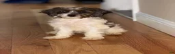Cavapoo dogs for sale: Cavapoo 1 - Ad 1