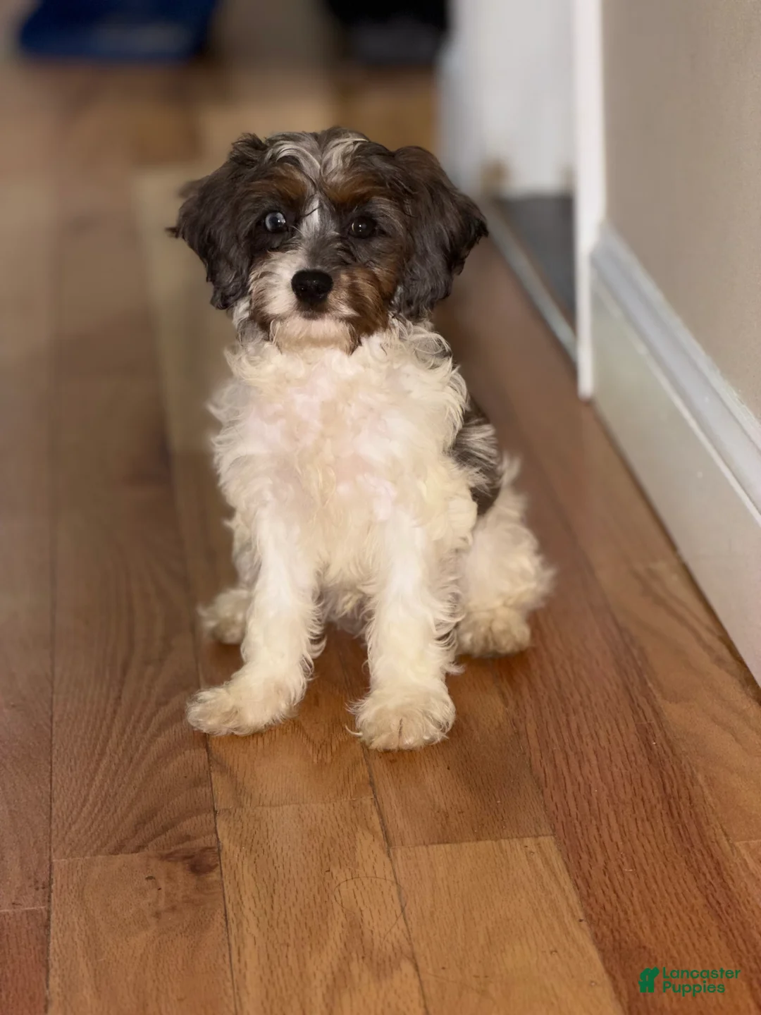 Cavapoo dogs for sale: Cavapoo 1 - Ad 1