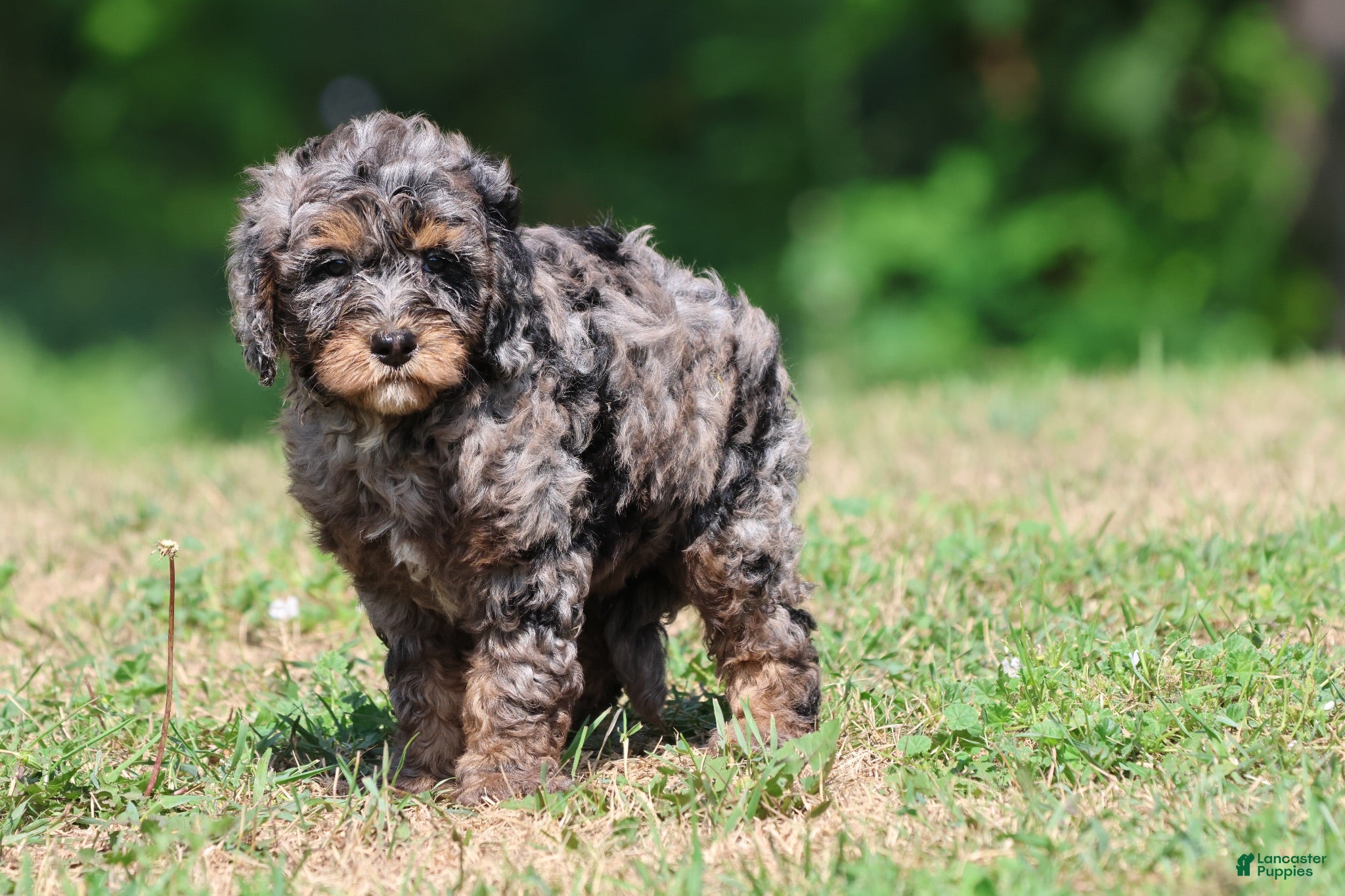 Mini Bernedoodle dogs Blue - Ad 2