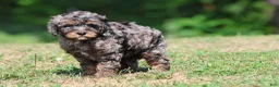 Mini Bernedoodle dogs for sale: Blue - Ad 2
