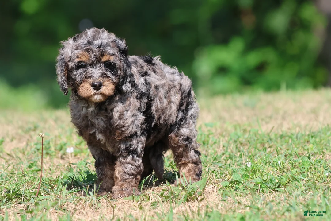 Mini Bernedoodle dogs for sale: Blue - Ad 2