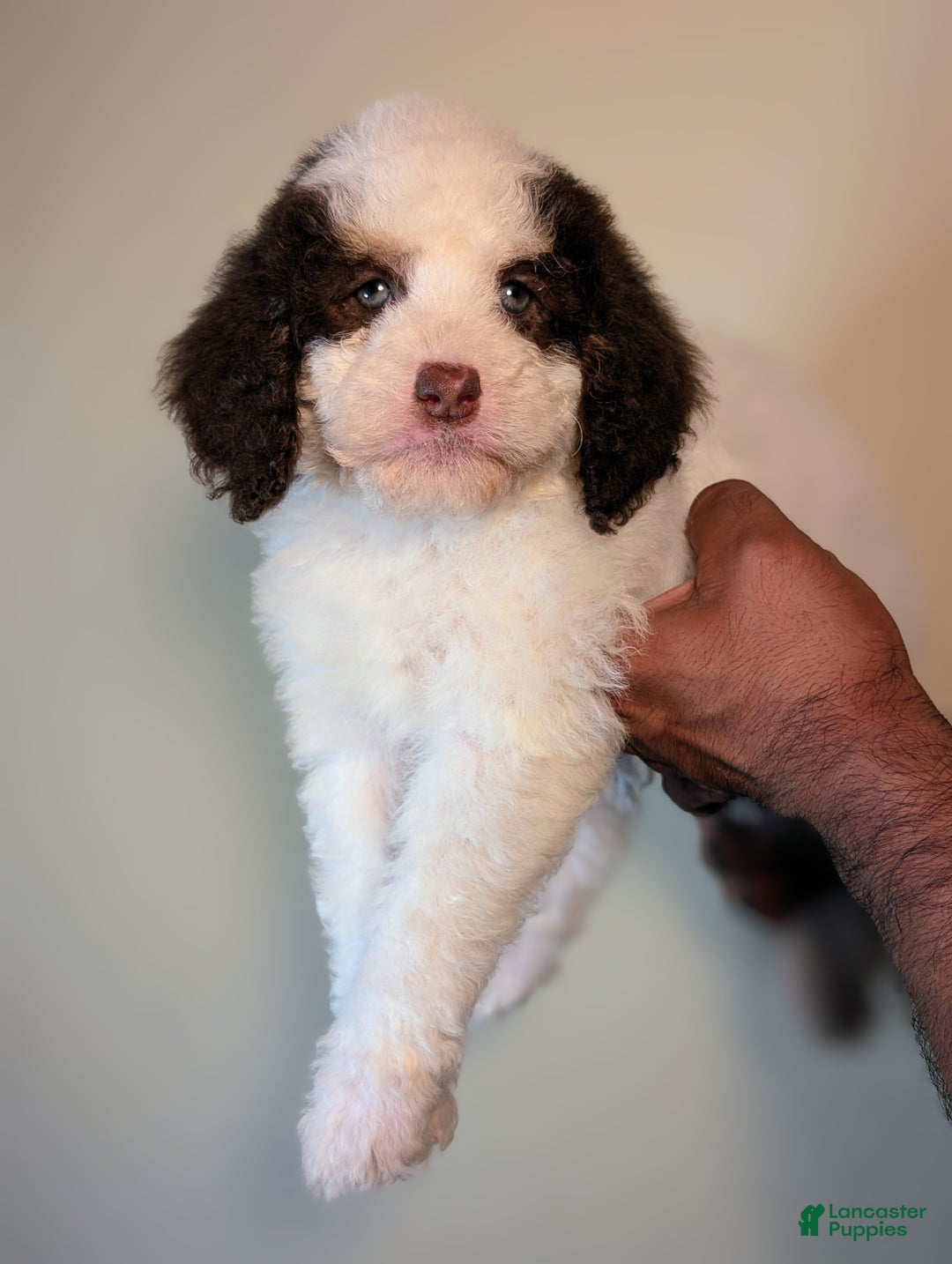 Mixed Breed dogs for sale: SUSHI - Ad 7