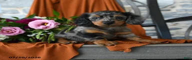 Kya