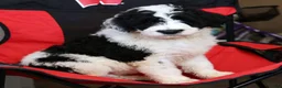 Sheepadoodle dogs for sale: Diesel - Ad 7