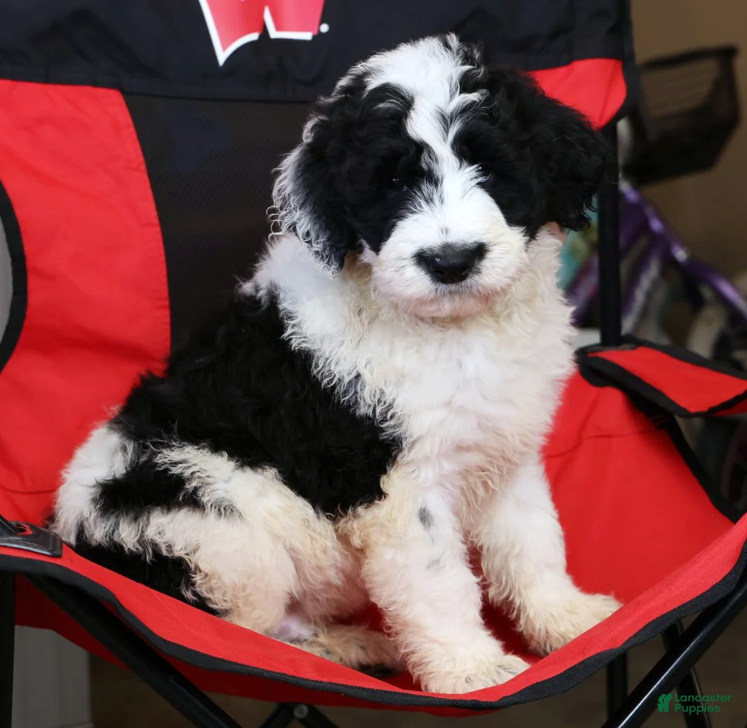 Sheepadoodle dogs for sale: Diesel - Ad 7
