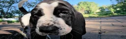 Basset Hound dogs for sale: 🩷READY NOW Dark green collar - Ad 5