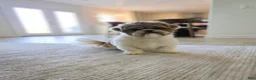 Shih Tzu dogs for sale: Pepper - Ad 5