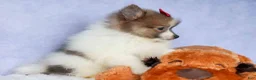 Pomeranian dogs for sale: Everest🐾 - Ad 14