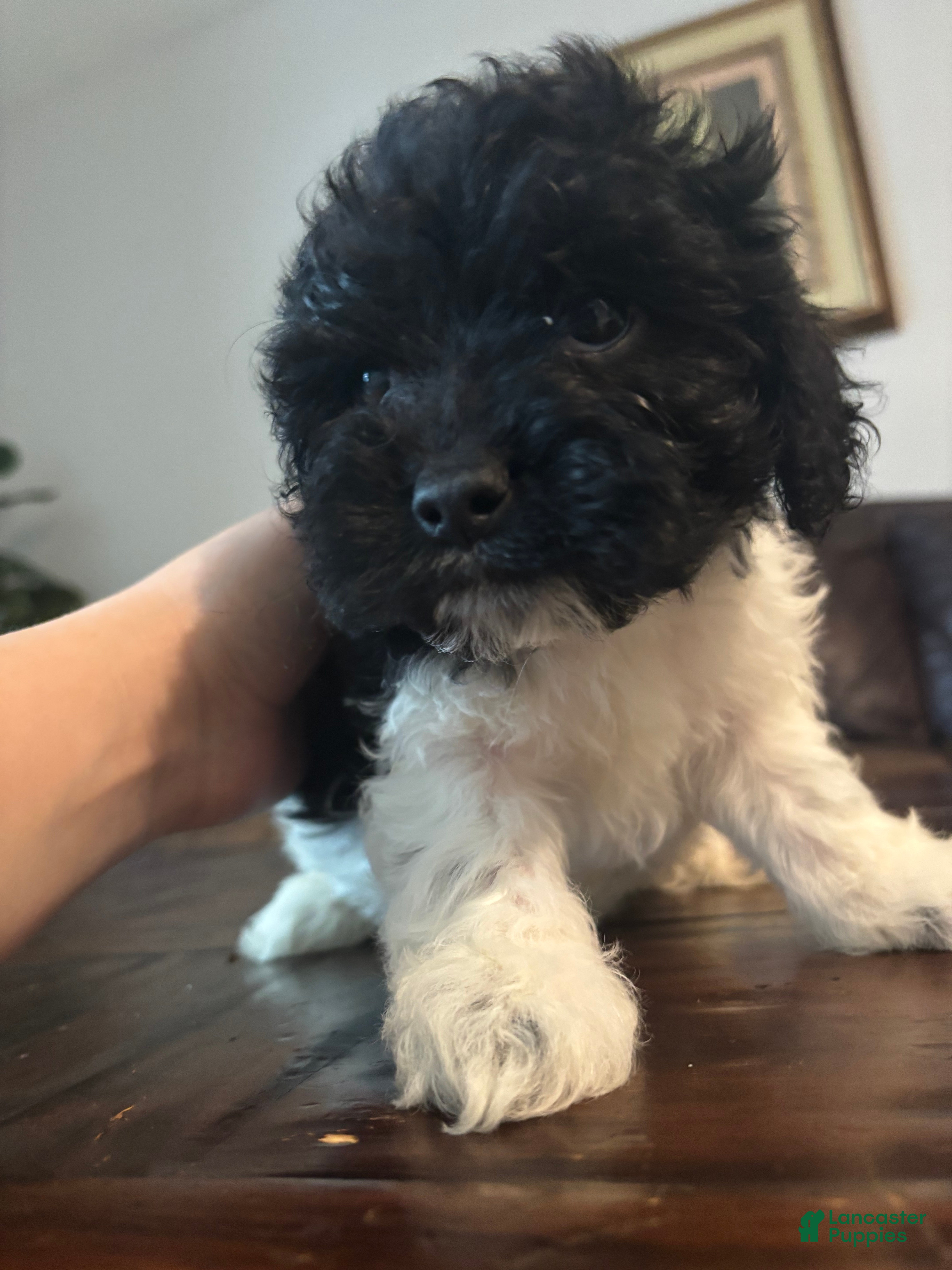 Cockapoo dogs for sale: Cockapoo Puppy 3 - Ad 2