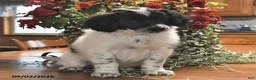 Portuguese Water Dog dogs for sale: Glory - Ad 5