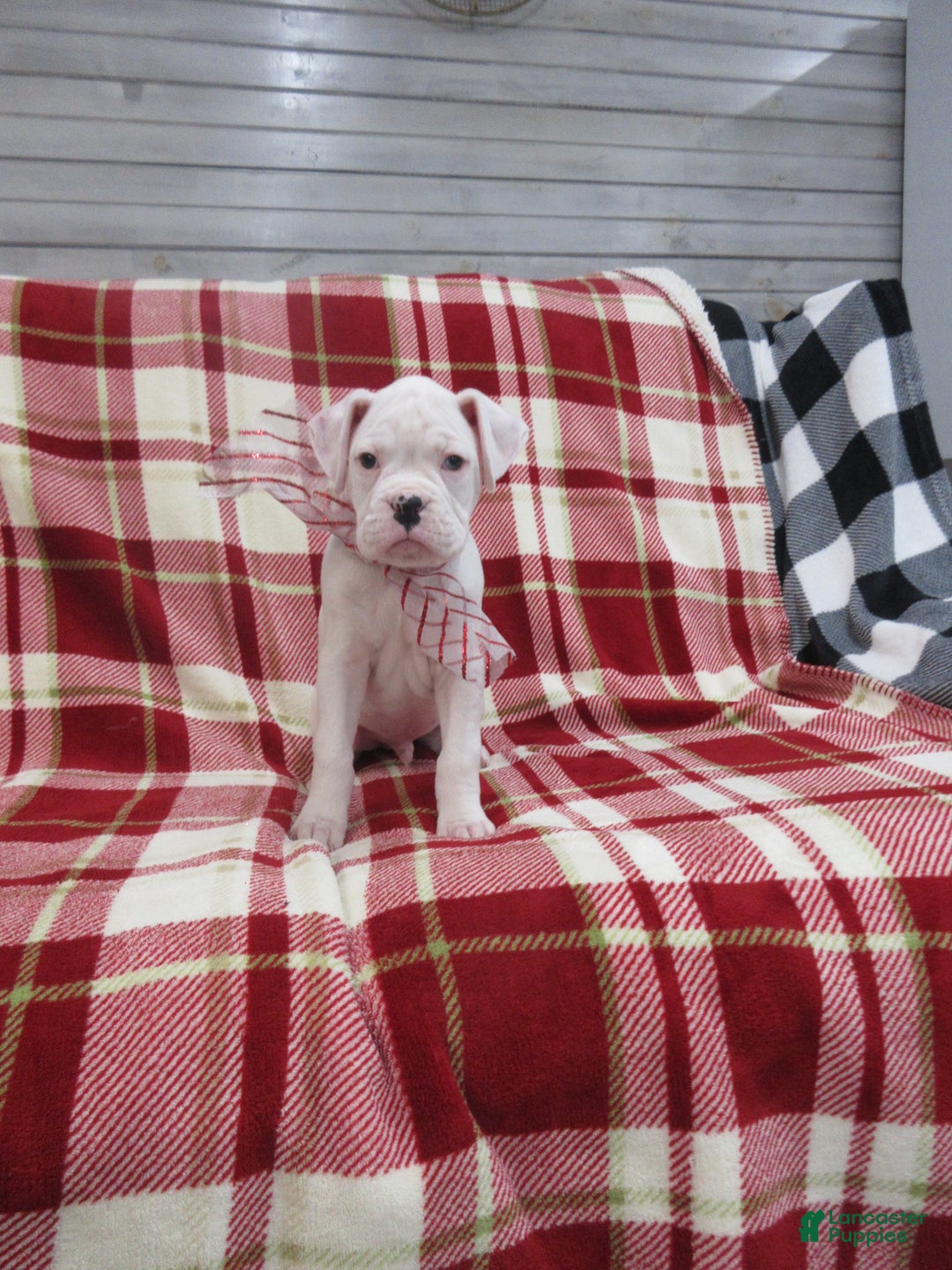 Boxer dogs for sale: Diamond - Ad 2